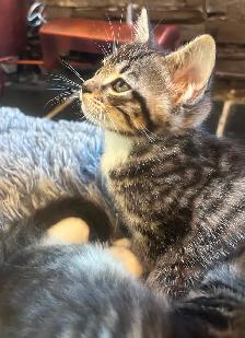 Magnificent Maine Coon Kittens Available - Photo 7
