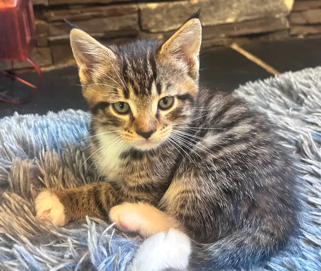 Magnificent Maine Coon Kittens Available - Photo 8