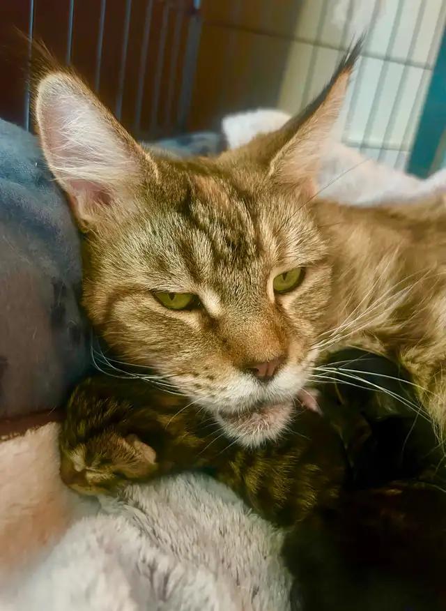 Magnificent Maine Coon Kittens Available - Photo 9