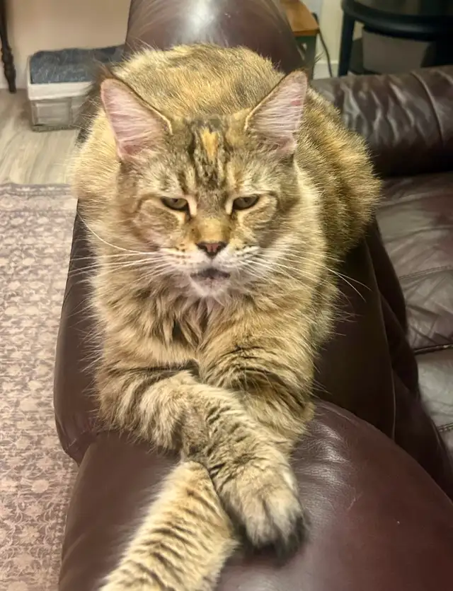 Magnificent Maine Coon Kittens Available - Photo 10