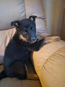 Chiots Berger Allemand Pure race vacciné avec carnet de santé