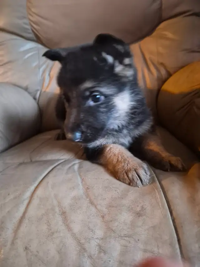 Chiots Berger Allemand Pure race vacciné avec carnet de santé - Photo 2