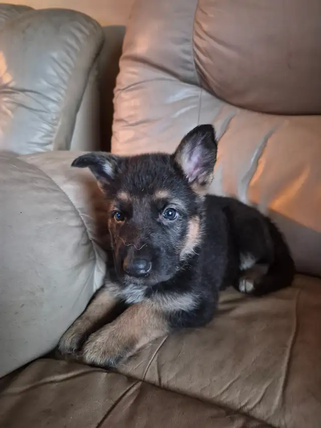 Chiots Berger Allemand Pure race vacciné avec carnet de santé - Photo 4