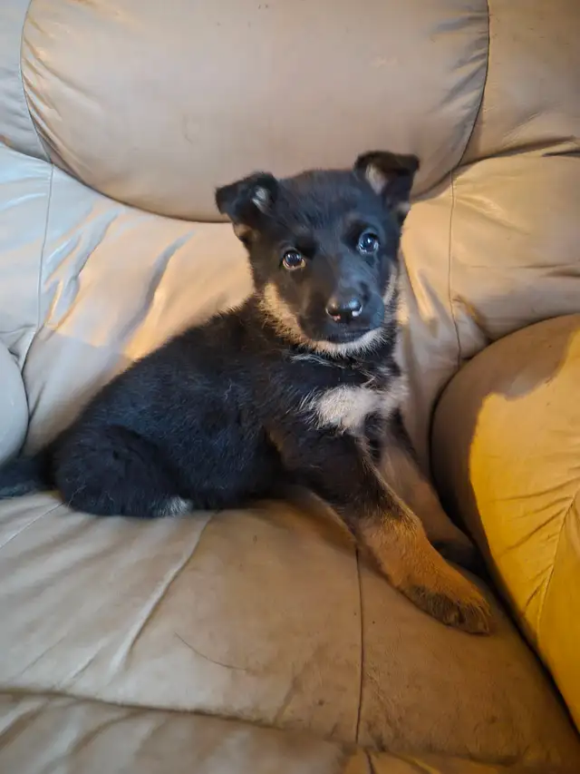 Chiots Berger Allemand Pure race vacciné avec carnet de santé - Photo 5