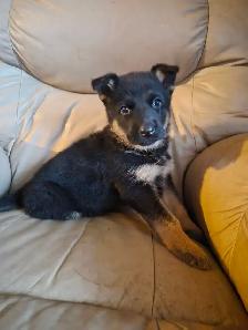 Chiots Berger Allemand Pure race vacciné avec carnet de santé - Photo 5