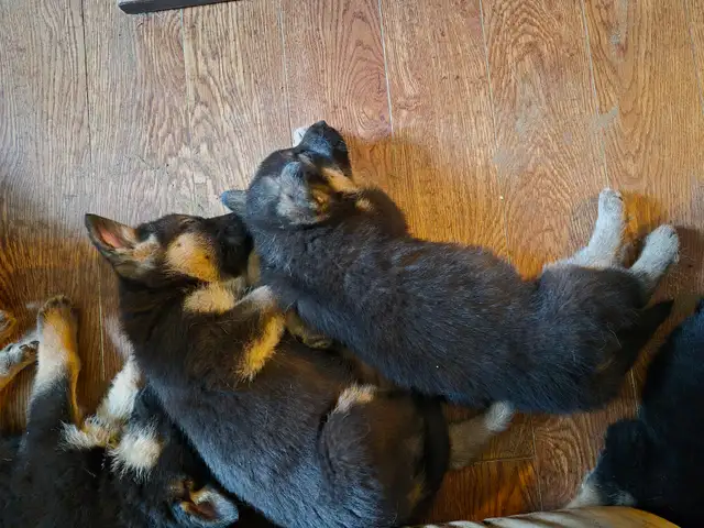Chiots Berger Allemand Pure race vacciné avec carnet de santé - Photo 6