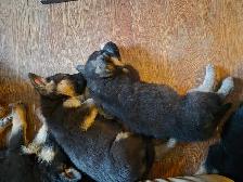 Chiots Berger Allemand Pure race vacciné avec carnet de santé - Photo 6