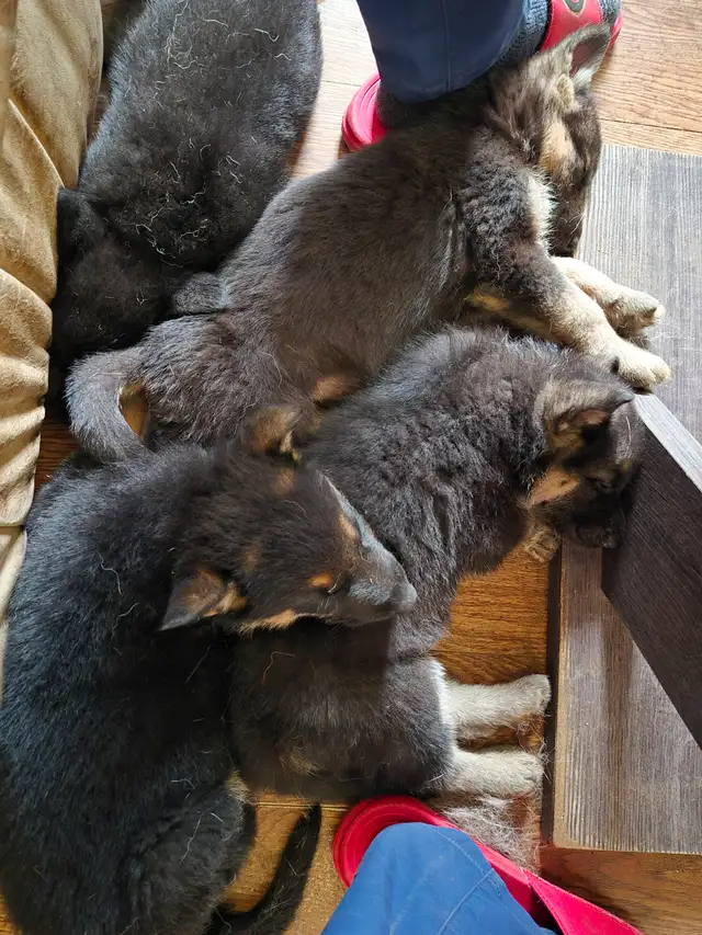 Chiots Berger Allemand Pure race vacciné avec carnet de santé - Photo 8