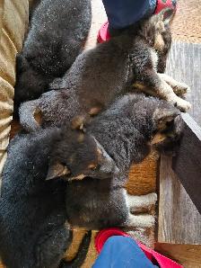 Chiots Berger Allemand Pure race vacciné avec carnet de santé - Photo 8