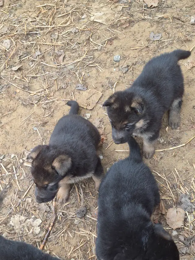 Chiots Berger Allemand Pure race vacciné avec carnet de santé - Photo 9