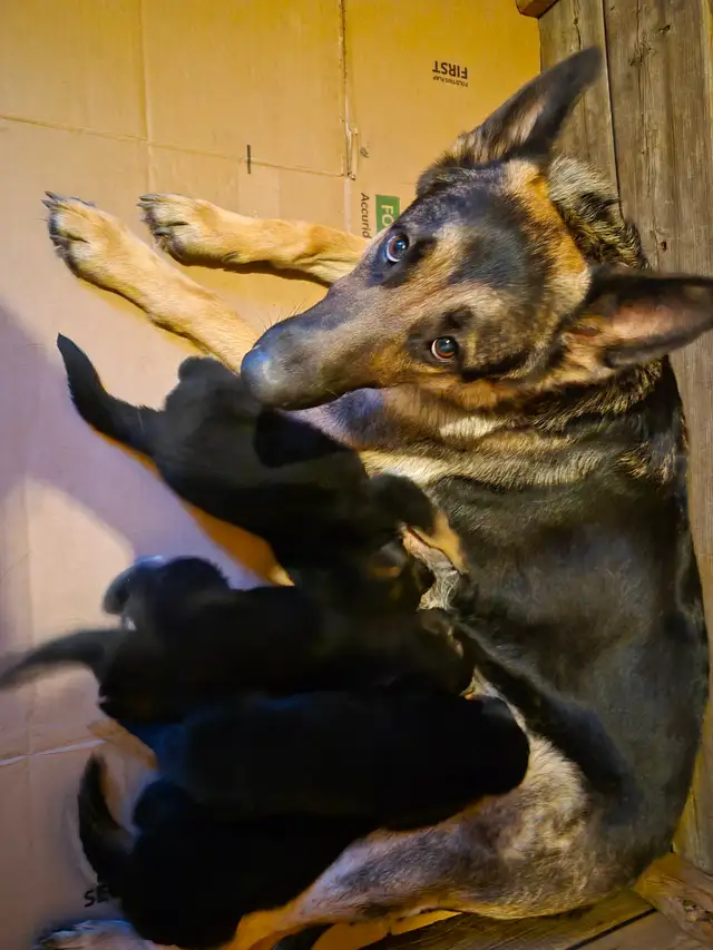Chiots Berger Allemand Pure race vacciné avec carnet de santé - Photo 10