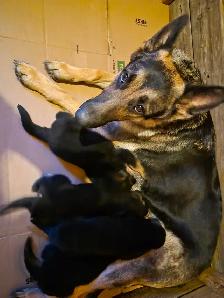 Chiots Berger Allemand Pure race vacciné avec carnet de santé - Photo 10