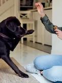 Dog Sitter Wanted (Woodstock)