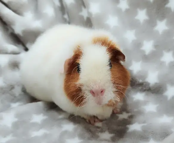 cochon d'inde teddy caramel et blanc