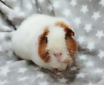 cochon d'inde teddy caramel et blanc