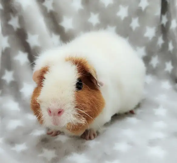 cochon d'inde teddy caramel et blanc - Photo 2