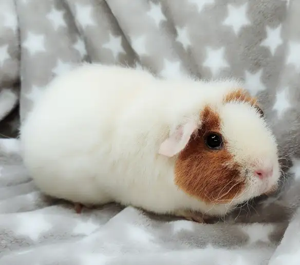 cochon d'inde teddy caramel et blanc - Photo 3