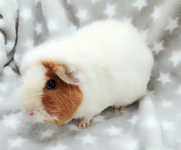cochon d'inde teddy caramel et blanc - Photo 4