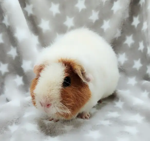 cochon d'inde teddy caramel et blanc - Photo 6