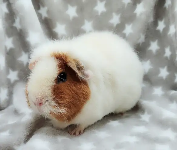cochon d'inde teddy caramel et blanc - Photo 8