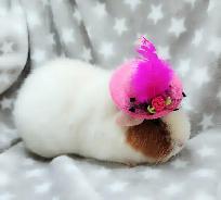 cochon d'inde teddy caramel et blanc - Photo 9