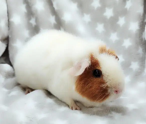 cochon d'inde teddy caramel et blanc - Photo 10
