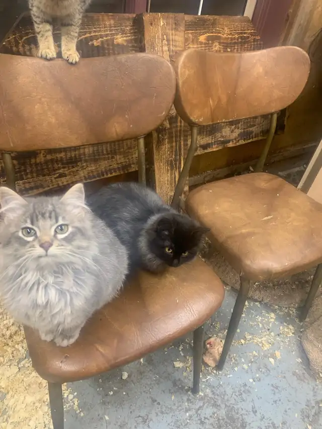 Farm cats