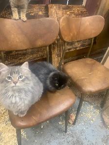 Farm cats
