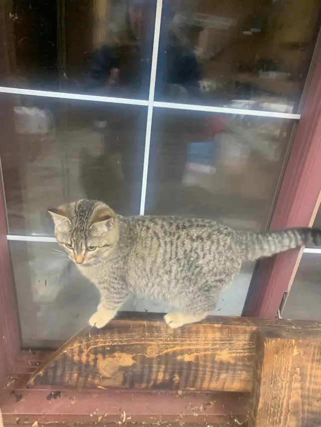 Farm cats - Photo 2