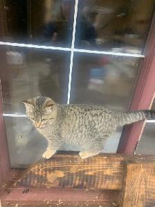 Farm cats - Photo 2