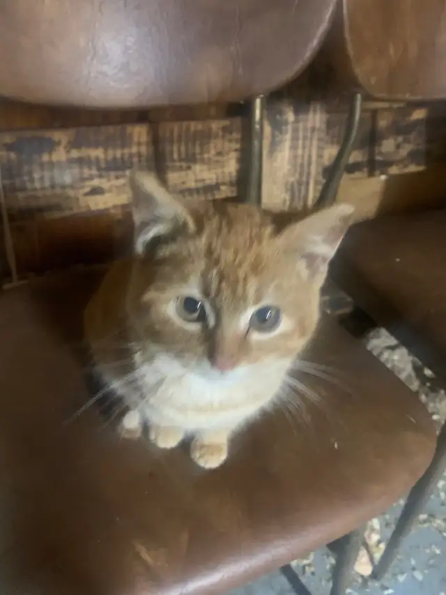 Farm cats - Photo 3