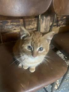 Farm cats - Photo 3