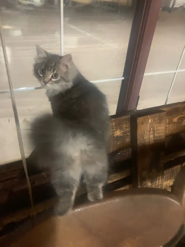 Farm cats - Photo 4