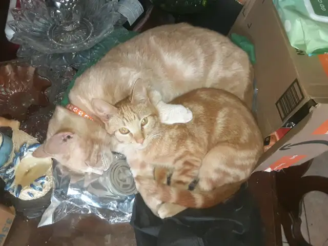 chatons déjà prêt