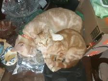 chatons déjà prêt