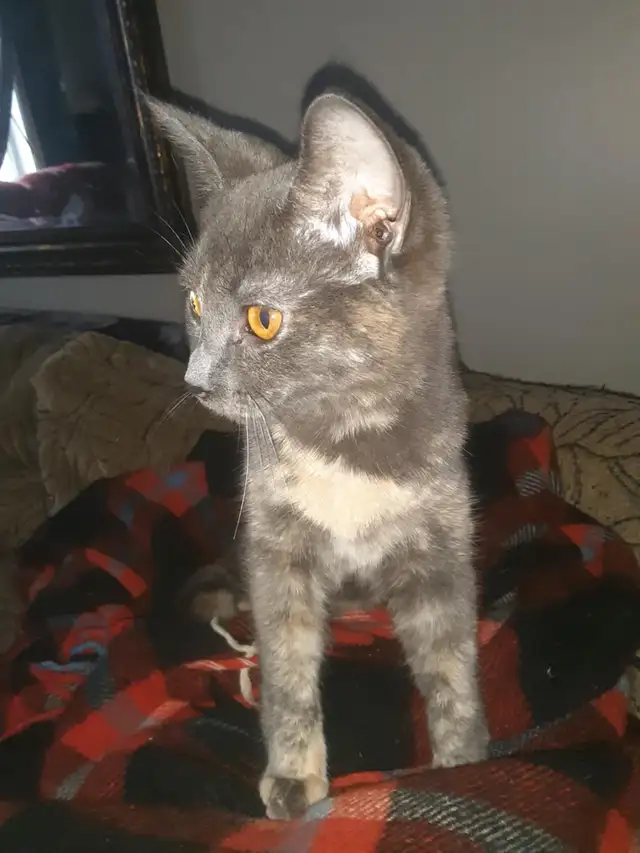 chatons déjà prêt - Photo 2
