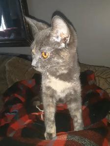 chatons déjà prêt - Photo 2