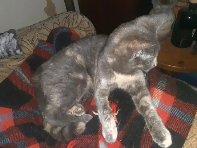 chatons déjà prêt - Photo 3
