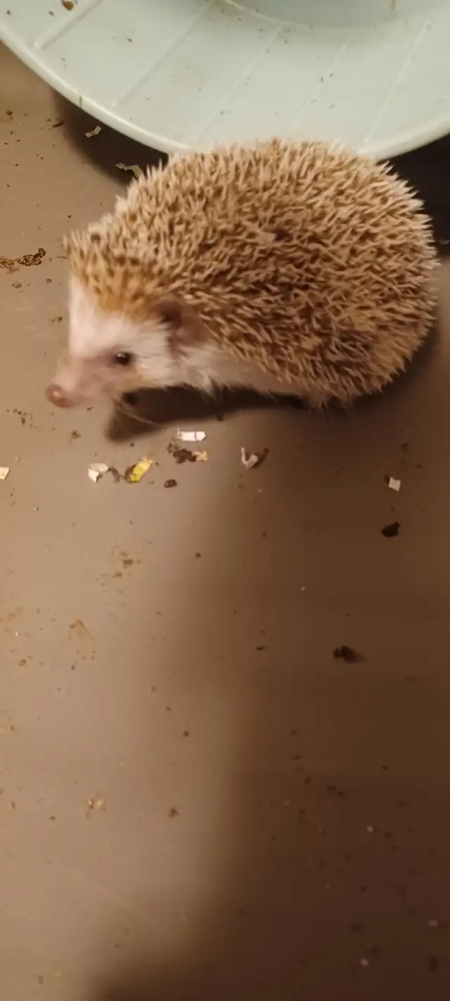 BABIES HEDGEHOGS