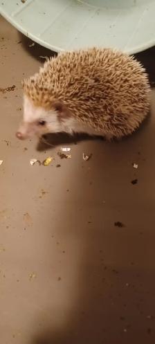 BABIES HEDGEHOGS