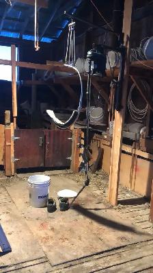 sheep shearing