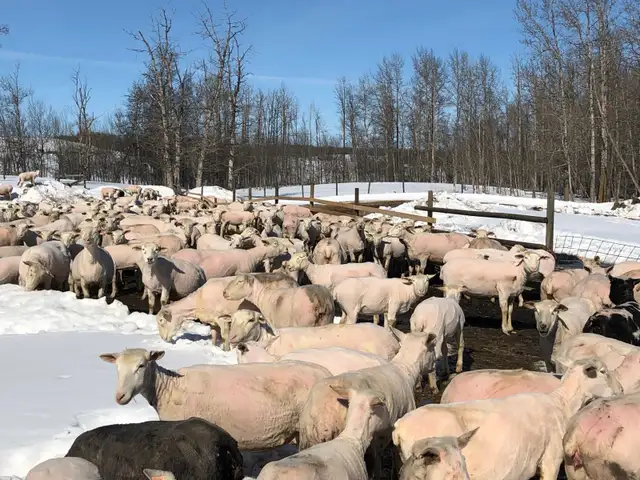 sheep shearing - Photo 2