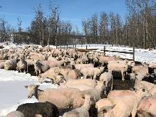 sheep shearing - Photo 2
