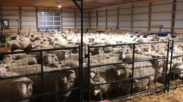 sheep shearing - Photo 3
