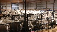 sheep shearing - Photo 3