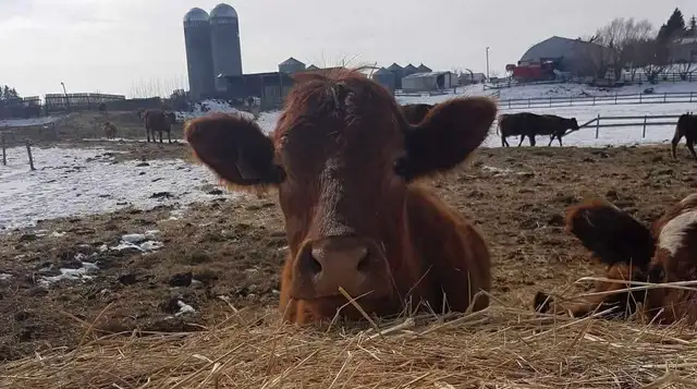Moo Poo Compost - Photo 3