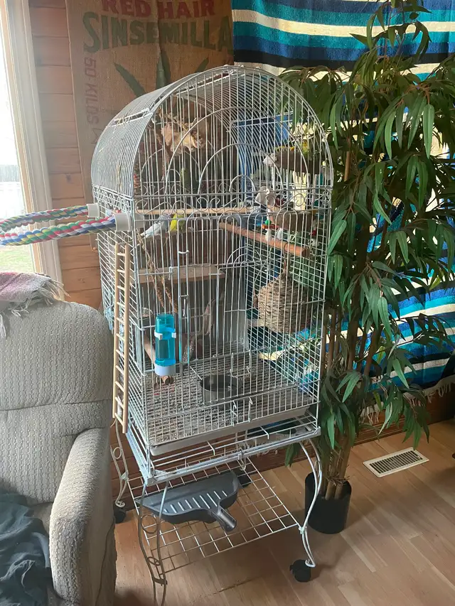 4 buggie birds with beautiful bird cage.
