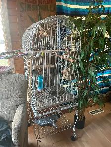 4 buggie birds with beautiful bird cage.
