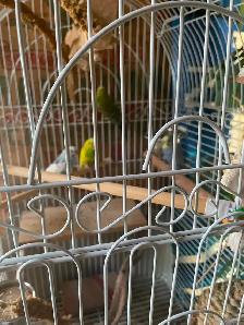 4 buggie birds with beautiful bird cage. - Photo 2