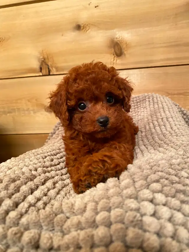 Red Toy Poodle Girl Looking for Her Forever Home